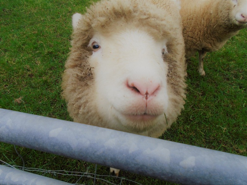 A friendly resident sheep at the farm gate